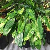 'Burle Marx' variegata