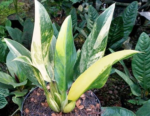 philodendron-eceng.jpg