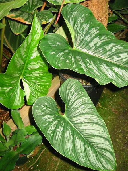 philodendron_mamei.jpg