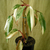 rubra-aurea-maculata_t1.jpg