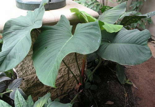 philodendron_malesevichiae_m.jpg