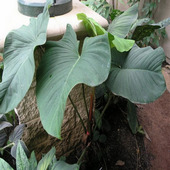 philodendron_malesevichiae_m_t1.jpg