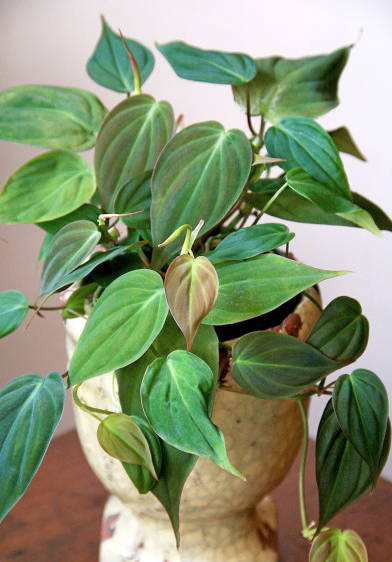 philodendron_micans.jpg