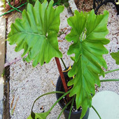 Thaumatophyllum corcovadense x bipinnatifidum