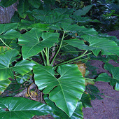 Thaumatophyllum corcovadense