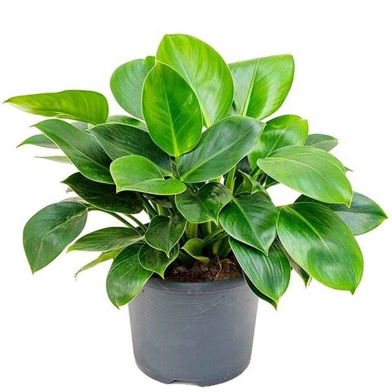 philodendron_onyx.jpg