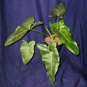 Thaumatophyllum stenolobum