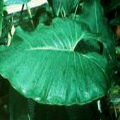 tatei subsp. melanochlorum