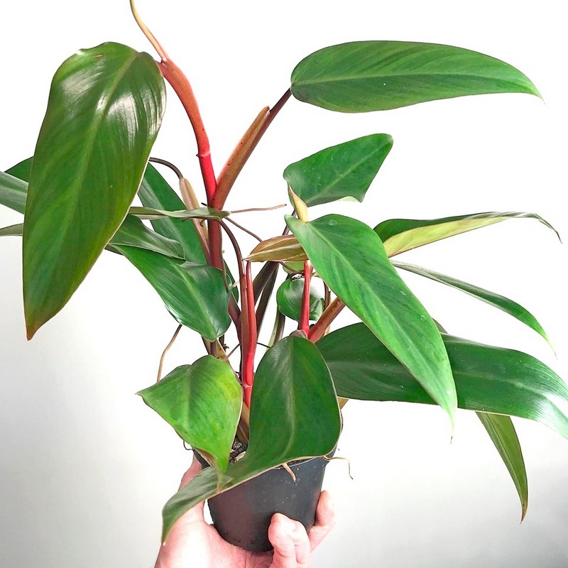 philodendron-ruby-red-1.jpg