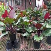 philodendron_queen_of_chiang_mai_t1.jpg