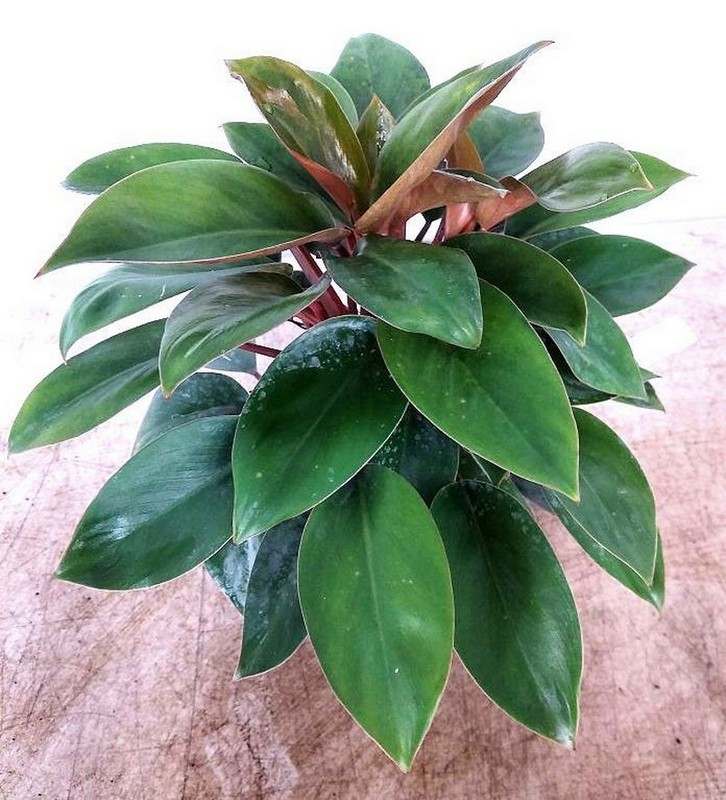 philodendron_red_back2.jpg