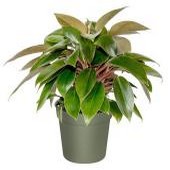 philodendron_red_back_t1.jpg