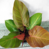 thai_philodendron_red_amporn_t1.png