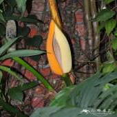 Epipremnum pinnatum - kwiat