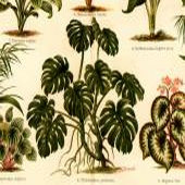 Philodendron pertusum - rycina