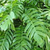 Epipremnum pinnatum - dorosły