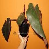 philodendron_royalqueen_2020_1_sm_t1.jpg