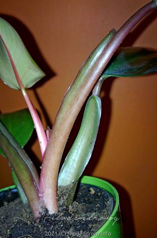 philodendron_newred_42021_2_sm.jpg