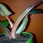 philodendron_newred_42021_2_sm_t1.jpg