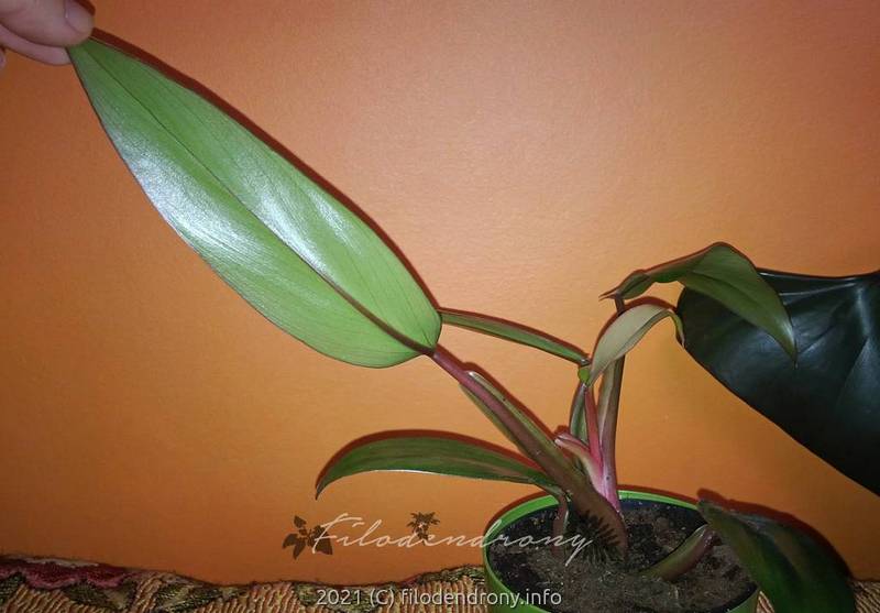 philodendron_newred_42021_3_sm.jpg