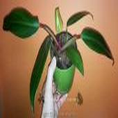 philodendron_newred_42021_1_sm.jpg